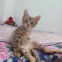 واگذاری گربه