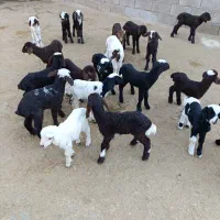 بره شیری قیمت توافقی|حیوانات مزرعه|کرمانشاه, |دیوار