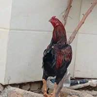 خروس لاری