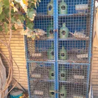 یک عدد جفتکن 12 تایی محکم و سنگین فروشی