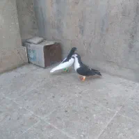 خال شیرازی صورت بسته