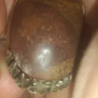هبهاب و یک نوع کهربای نایاب