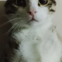 واگذاری گربه