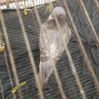 چند شب پیش گرفتمش