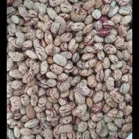 لوبیا چیتی تمیز.درشت.خوشپخت