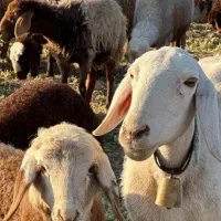 جشنواره تخفیف ویژه جهت قربانی وعقیقه گوسفند زنده|حیوانات مزرعه|مشهد, کشاورز|دیوار