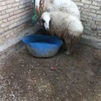 دوتا  بره  گوشتی   نر  ماده
