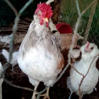 مرغ خروس ریشی گلین و جوجه ریشی چهل تاج