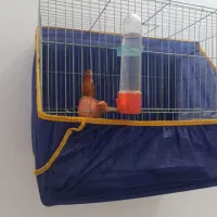 قناری محی آباد