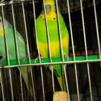 مرغ عشق تخم گذارسالم