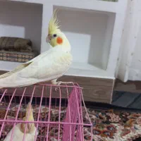 عروس هلندی ۷ماهه