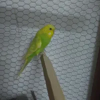 مرغ عشق انگلیسی|پرنده|مشهد, آبکوه|دیوار