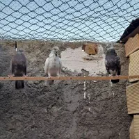 کبوتر تهرانی
