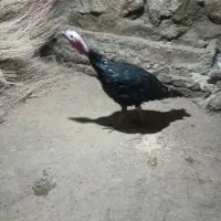 یک عدد بوقلمون نر