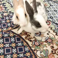 خرگوش|موش و خرگوش|اهواز, کوی رمضان|دیوار