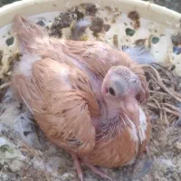 کبوتر مخمل جفتی باجوجه ۱۲۰۰|پرنده|فسا, |دیوار