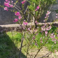 زمین-فروشی