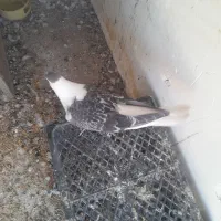 ۴تا ساده دوتا جوجه ودوتا نر وماده الانم تخم دارن|پرنده|مشهد, کشف|دیوار