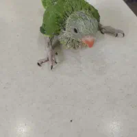 طوطی جوجه ملنگو