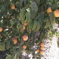 باغ-فروشی-در-متراژ-مختلف