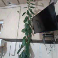جوانرود|گل و گیاه طبیعی|کلاشی, |دیوار