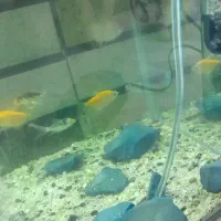 ماهی با اکواریم|ماهی|مشکین‌دشت, |دیوار