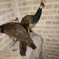 طاووس