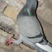 اسباز بازی کبوتر کفتر|اسباب‌‌بازی|زابل, |دیوار