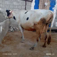 کاو شیری آبستن درجه یک جوان