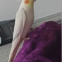 عروس هلندی گمشده