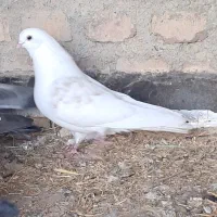 فروش یک عدد کبوتر ماده سالم