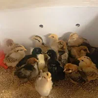 تخم نطفه دار