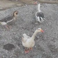 غازمحلی|حیوانات مزرعه|انبارآلوم, |دیوار