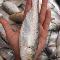 ماهی صبور درشادگان