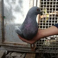 پنج عدد کفتر|پرنده|عنبرآباد, |دیوار