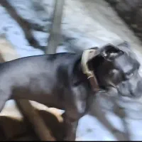 سگ گمشده کنکورسو پیتبول در بابل|حیوانات|بابل, |دیوار