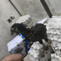 جوجه محلی و اردک