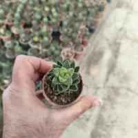 گل و گیاه|گل و گیاه طبیعی|گلبهار, نوبهار|دیوار