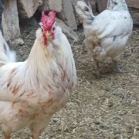 خروس گلین اصل ۳ تاج|حیوانات مزرعه|اصفهان, کارلادان|دیوار