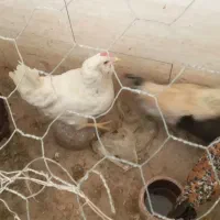 مرغ جوان ومحلی اصلی