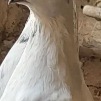 کفتر|پرنده|کوهپایه, |دیوار