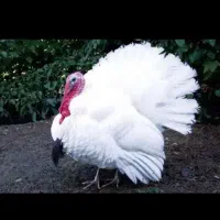 نیمچه بوقلمون بیوتی 6