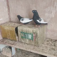 کبوتر