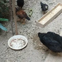 جوجه واروک مرغ