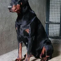 دابرمن پینچر