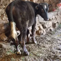 گوساله نر هلشتاین