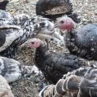 فروش ۱۷ عدد بوقلمون محلی