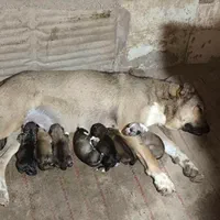 واگذاری توله سگ سرابی اصیل درجه یک
