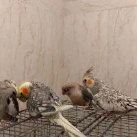3عددعروس هلندی دستی|پرنده|یزد, |دیوار