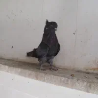 کبوتر سرور|پرنده|خرمدره, |دیوار